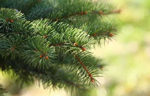 Picture forest, needles, branches, spruce