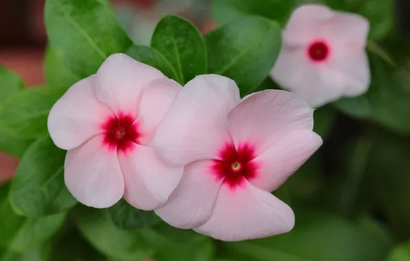 Picture macro, pink, Catharanthus