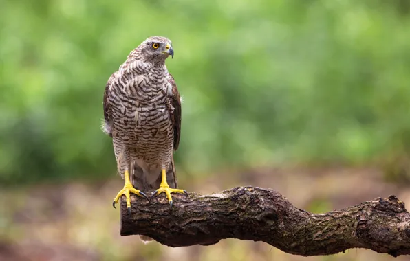 Bird, predator, Goshawk