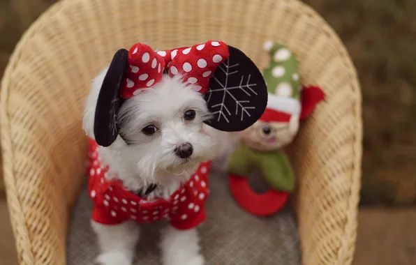 Picture look, basket, dog, ears