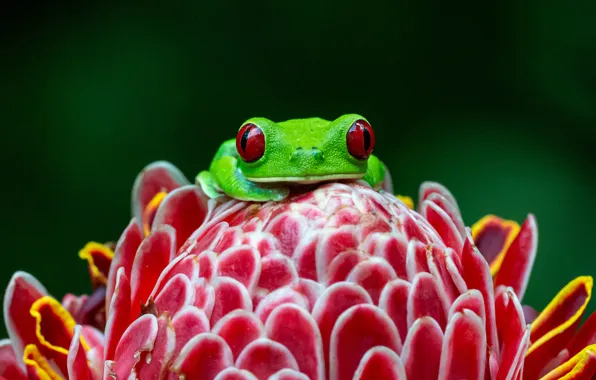 Picture look, macro, flowers, red, green, the dark background, frog, petals