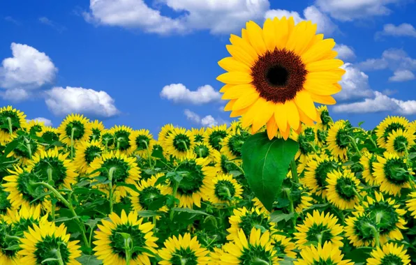 Flowers, The sky, sunflower