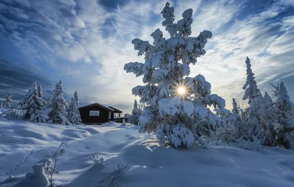 Winter, the sun, rays, snow, trees, landscape, nature, home