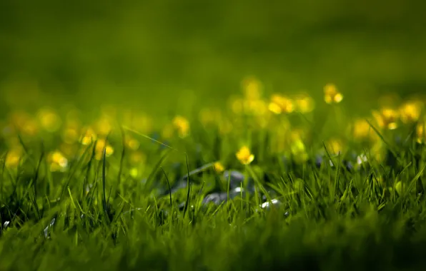 Greens, summer, grass, flowers, freshness, nature, spring, weed