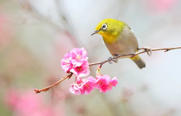 Background, bird, branch, spring, Sakura, pink, flowering, yellow