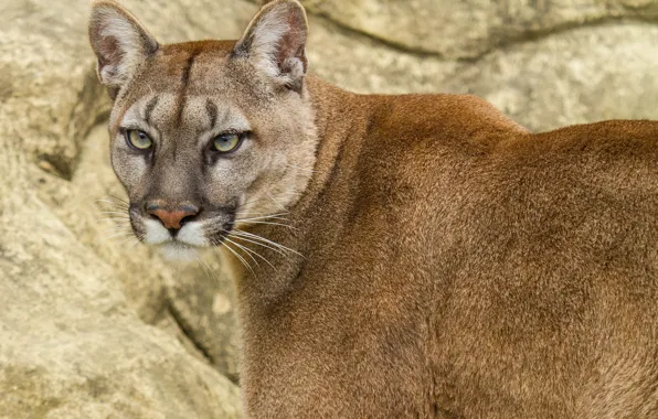 Picture cat, look, Puma, mountain lion, Cougar