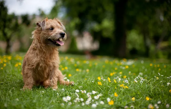 Summer, each, dog