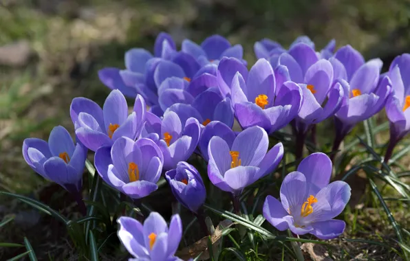 Flowers, glade, spring, crocuses, lilac