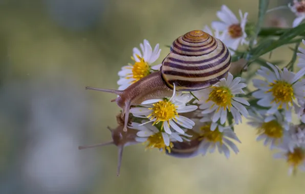 Picture macro, flowers, reflection, snail