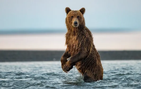 Wallpaper bear, beast, nature