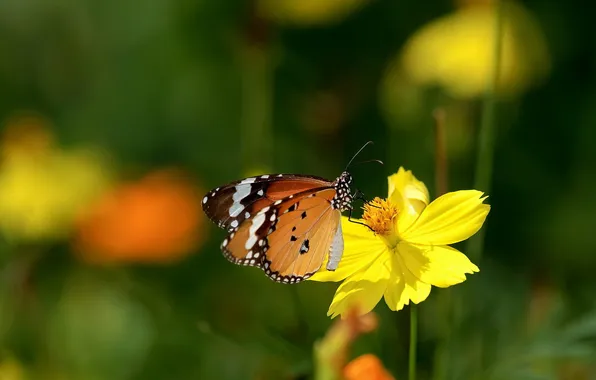 Picture summer, flowers, nature, butterfly