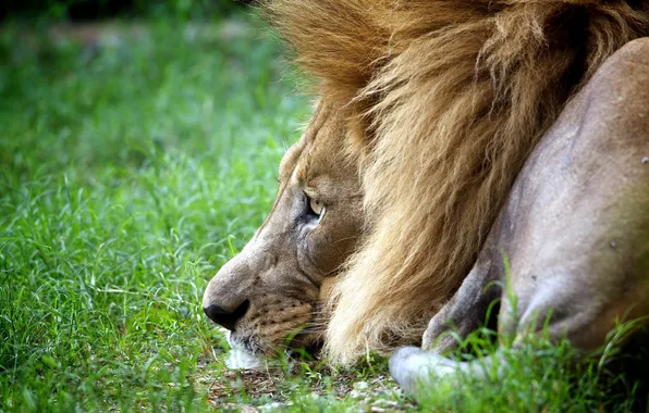 Nature, Leo, king