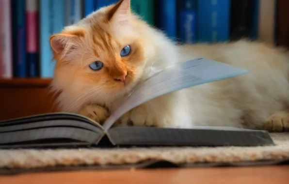 Cat, cat, look, pose, fluffy, red, lies, book