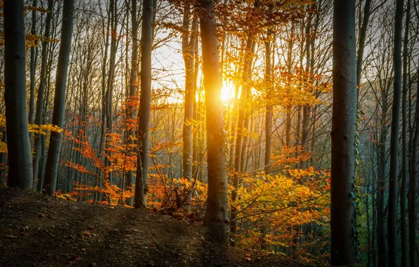 Picture autumn, forest, leaves, trees, yellow, the rays of the sun
