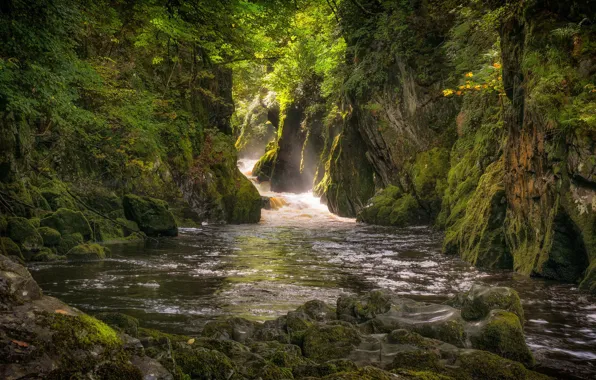 Greens, forest, stream, stones, rocks, for, moss