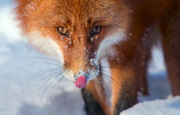 Picture winter, language, snow, Fox, Fox