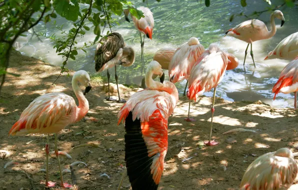 Picture animals, birds, photo, Flamingo