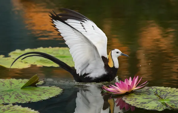 Flower, leaves, pond, reflection, bird, wings, pond, stroke