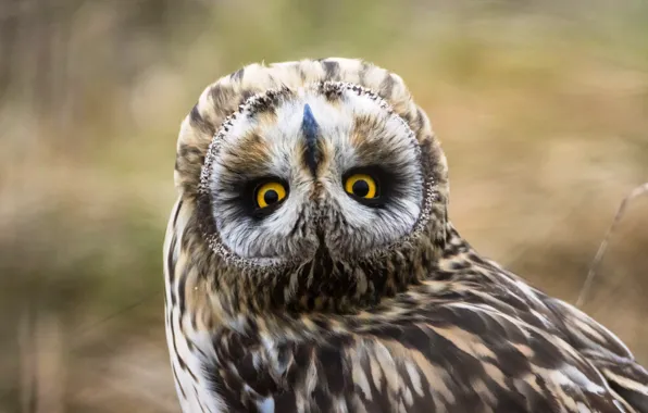 Look, owl, bird