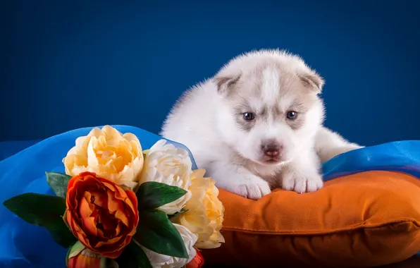 Flowers, puppy, pillow, husky
