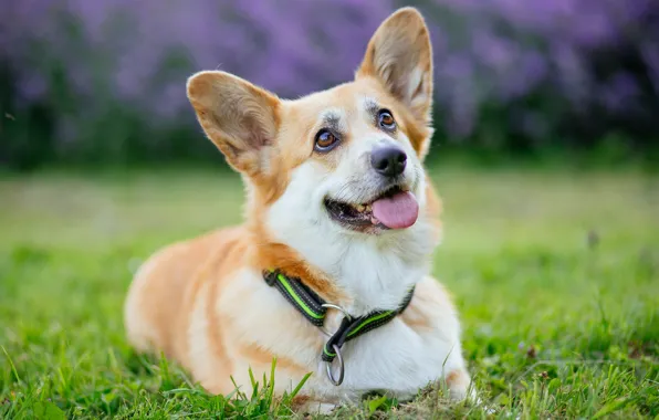 Language, summer, grass, look, Park, glade, dog, garden