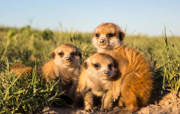 Field, light, meerkats, kids, trio, cubs, meerkat, brood