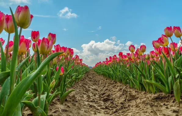 The sky, clouds, blue, spring, tulips, pink, buds, a lot