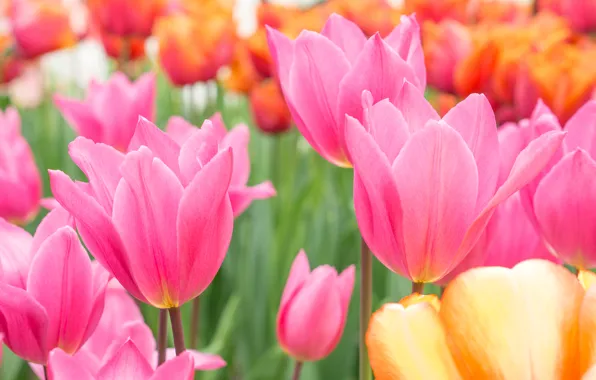 Petals, tulips, buds
