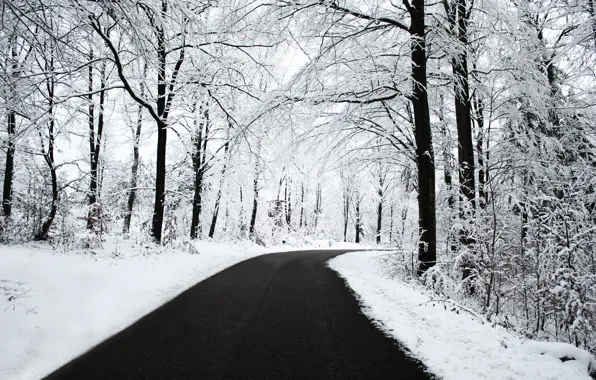 Winter, forest, asphalt, snow, BW