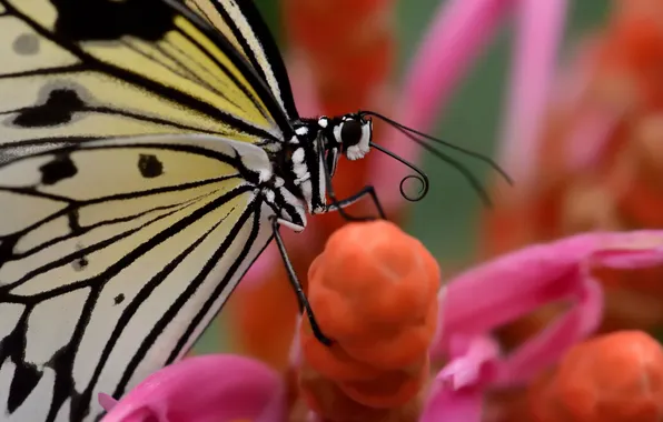 Flower, butterfly, wings, proboscis