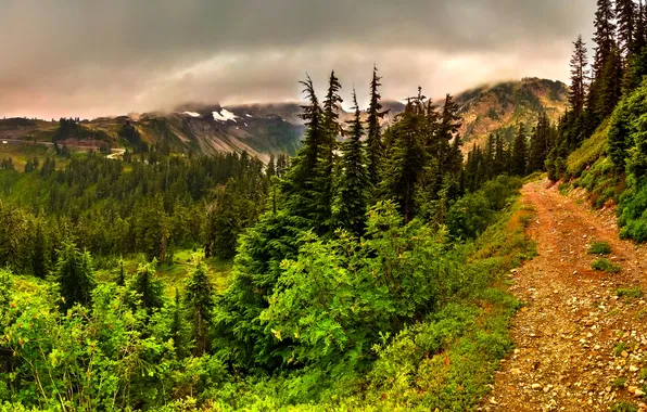 Picture forest, trees, mountains, clouds, trail, gorge
