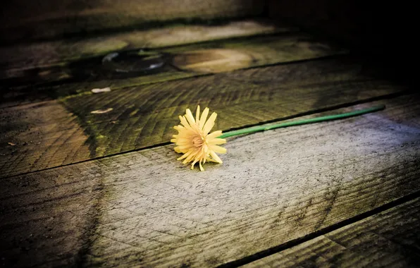 Flower, dandelion, steps