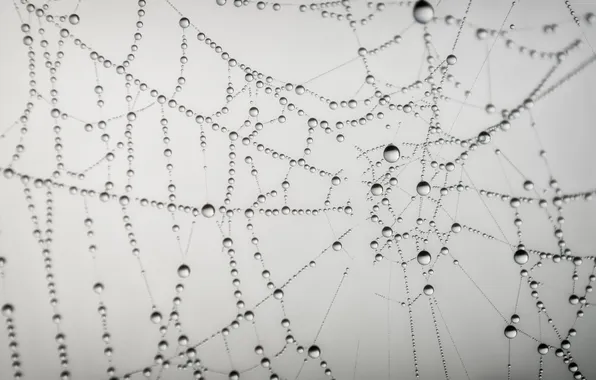 Drops, Rosa, web, gossamer