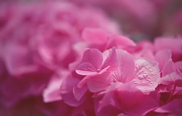 Macro, flowers, Pink Hydrangea