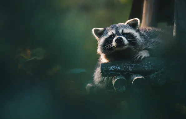 Look, face, nature, the dark background, portrait, raccoon, log