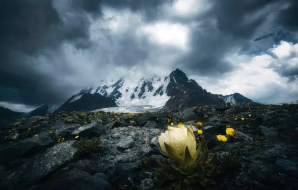 Picture snow, landscape, flowers, mountains, clouds, nature, stones, China