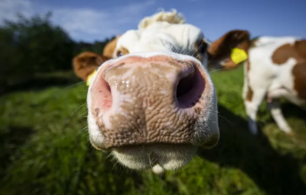 Summer, cow, cattle