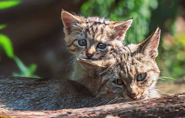 Cat, cat, kitty, mom, wild, forest