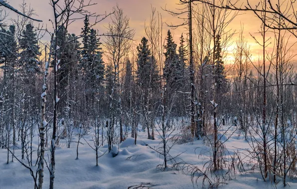 Winter, forest, nature