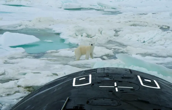 Meeting, bear, submarine, North