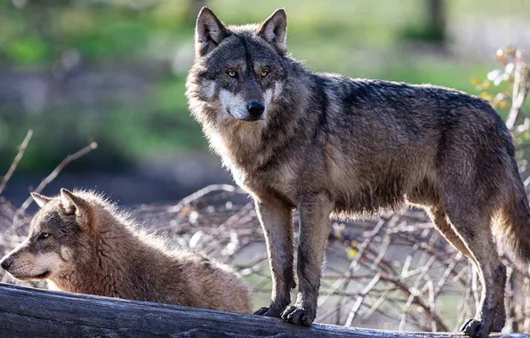 Picture nature, face, animal, wolf, wildlife, head, fur, mammal