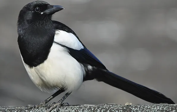 Bird, beak, tail, forty