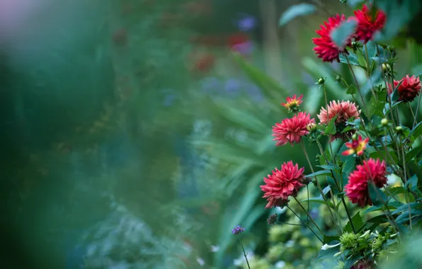 Flowers, garden, red, flowerbed, green background, bokeh, dahlias