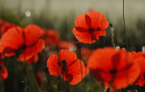 Light, flowers, the dark background, Maki, petals, red, shadows, bokeh