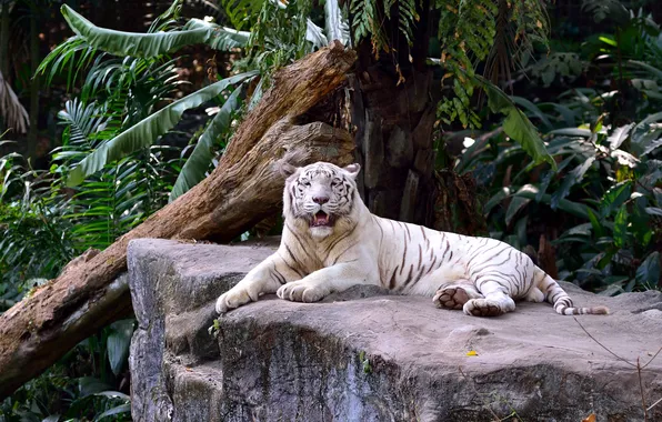 Cat, stay, foliage, stone, snag, white tiger