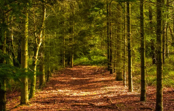 Autumn, forest, trees, clearing