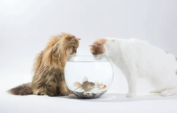 Fish, cats, interest, aquarium, Daisy, Ben Torode, Hannah, Benjamin Torode