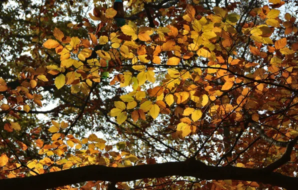 Picture Autumn, Trees, Branch, Fall, Foliage, Autumn, Trees, Leaves