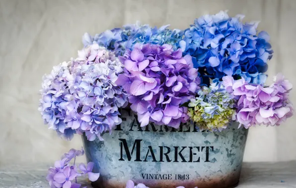 Box, hydrangea, inflorescence