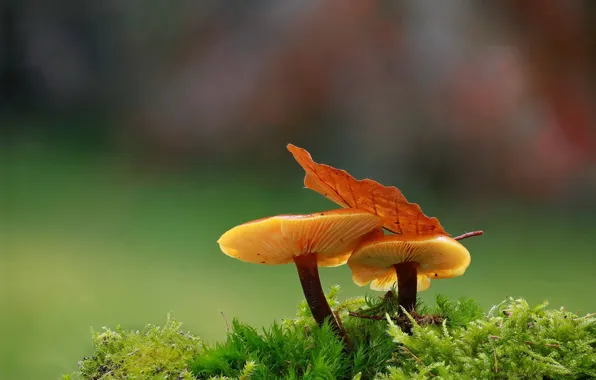Macro, background, mushrooms, moss, leaf